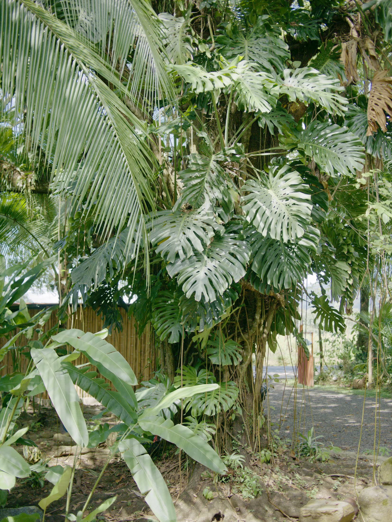 Costa Rica Misc